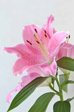 Lilium Flower (oriental Lily)