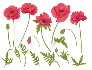 Poppy flowers. Set of colored flowers.
Stock line vector illustration.