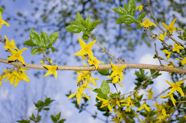 Plant flowers in a garden in the summer
