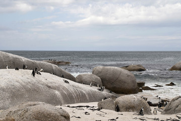 Flock of gulls in a harbour
