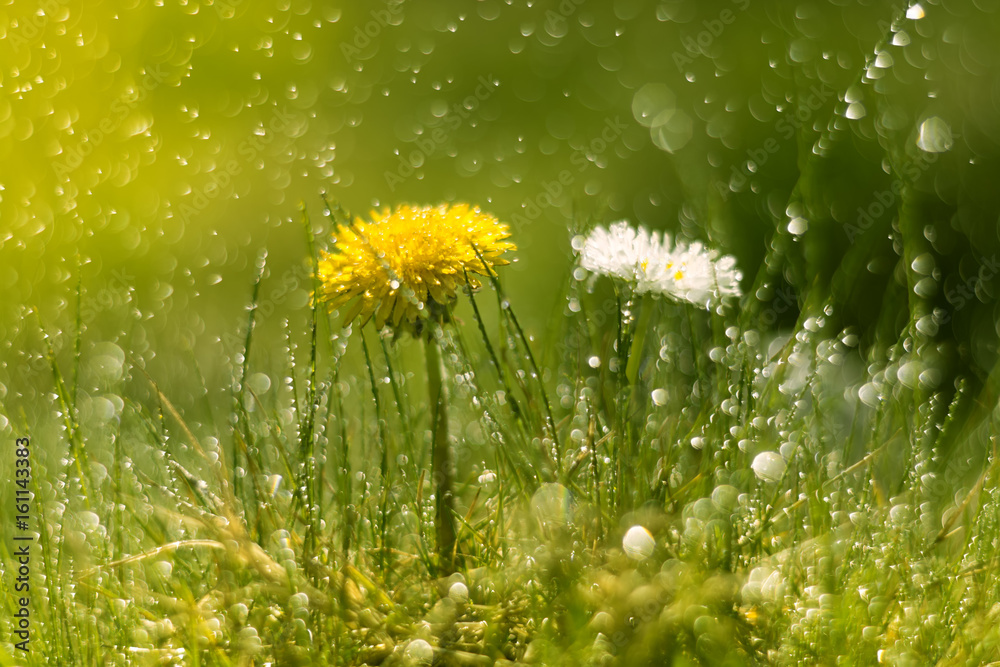 Wall mural dandelion and daisy in the rain. macro with beautiful bokeh.selective focus