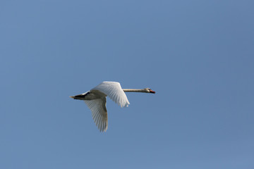 mute swan (cygnus olor) during flight blue sky