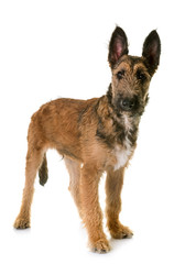 puppy belgian shepherd laekenois