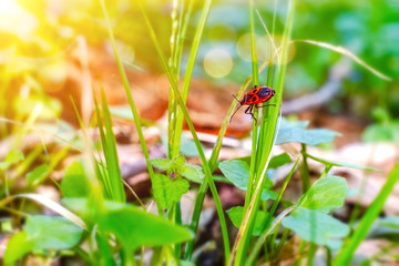 Catching the sun. Firebug on a blade of grass