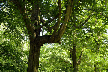  baumgesicht