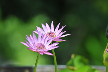Pink color lotus, beautiful flower in Thailand.