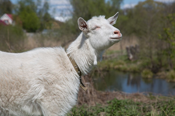 Obraz premium Countryside landscape pond meadow goat