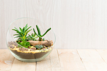 florarium in glass vase with succulents