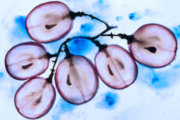 Translucent slice of red grape fruit