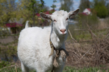 Cute goat rope pasture farm summer