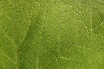 Hintergrund Blatt Weinrebe