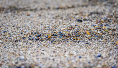 Many sea shells on the sandy beach texture.