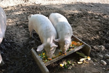 Two Pigs Eating at the Trough