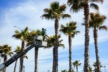 The man on the crane cuts off palm trees