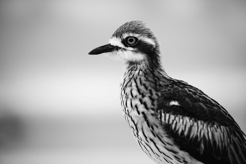 Bush stone-curlew on the beach in Moreton Island, Australia during the day.