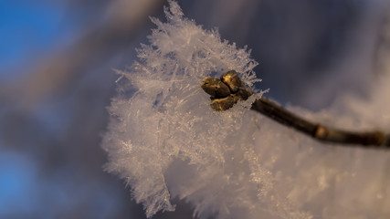 Hoarfrost on a branch.
 frost on the branch