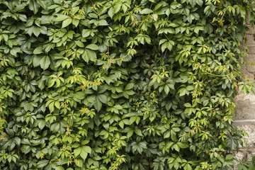 Green leaves wall texture, Green wall background with leaves, Brick wall covered in leaves