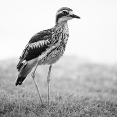 Bush stone-curlew on the beach in Moreton Island, Australia during the day.