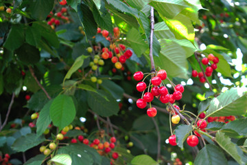 Closeup of unripe cherries on a tree