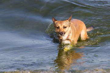 The dog is swimming in the sea