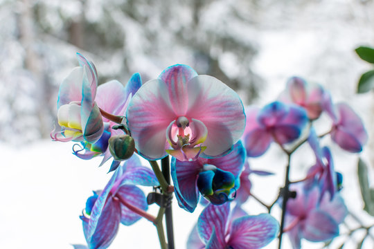 Flerf&auml;rgad orkid&eacute; &rdquo;Royal Miracle&rdquo; 