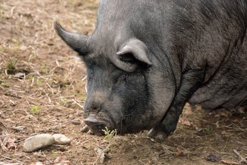 Fat Black Pig on a Family Farm