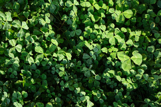 Green background of clover petals. Clover flooded with sun.