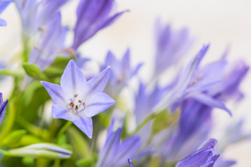 close-up blue campanula bouquet