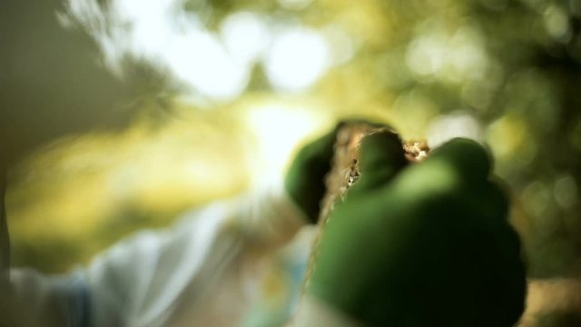 A beekeeper hiver man, checks how the bees prepare honey, work, in an open beehive with wooden racks and waxen honeycombs. Pulls out the rack.