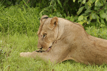 Lion wild dangerous mammal africa savannah Kenya