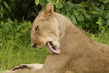 Lion wild dangerous mammal africa savannah Kenya