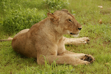 Lion wild dangerous mammal africa savannah Kenya