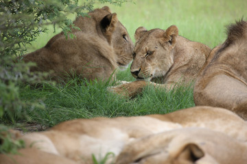 Lion wild dangerous mammal africa savannah Kenya