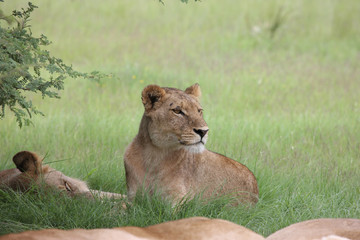 Lion wild dangerous mammal africa savannah Kenya