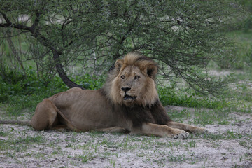Lion wild dangerous mammal africa savannah Kenya