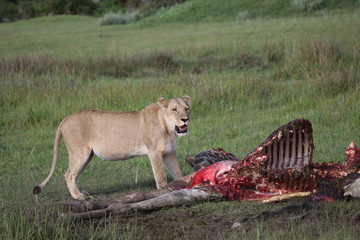 Wild Lion mammal eating giraffe africa savannah Kenya