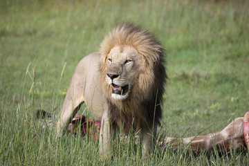 Wild Lion mammal eating giraffe africa savannah Kenya