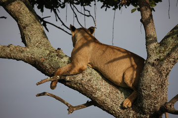 Lion wild dangerous mammal africa savannah Kenya