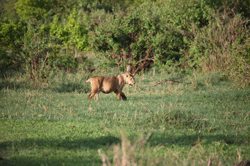 Obraz na płótnie Canvas Lion wild dangerous mammal africa savannah Kenya
