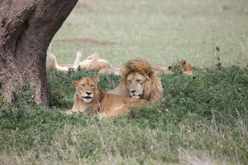 Lion wild dangerous mammal africa savannah Kenya