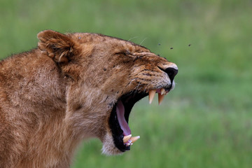 Lion wild dangerous mammal africa savannah Kenya