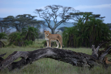 Naklejka premium Lion wild dangerous mammal africa savannah Kenya