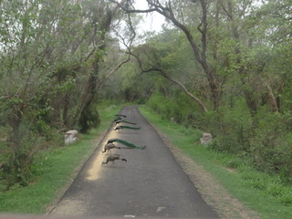 Obraz premium Peacock 