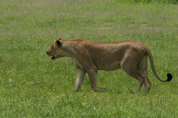 Lion wild dangerous mammal africa savannah Kenya