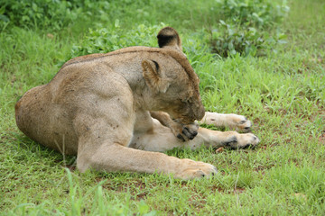 Lion wild dangerous mammal africa savannah Kenya