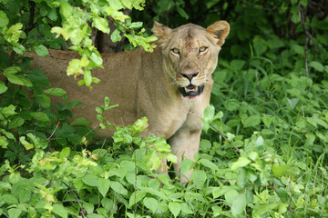 Lion wild dangerous mammal africa savannah Kenya