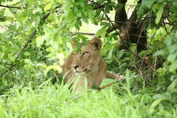 Lion wild dangerous mammal africa savannah Kenya