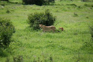 Lion wild dangerous mammal africa savannah Kenya