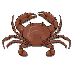 crab, top view