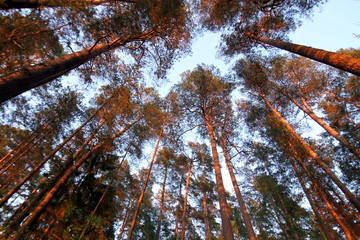 bór sosnowy zachód słońca © shutterfil77